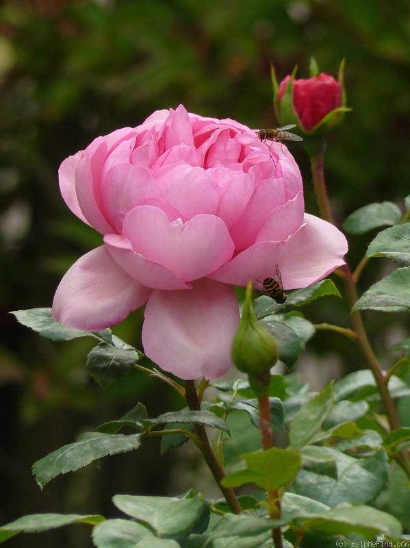 'Gimme Five' rose photo
