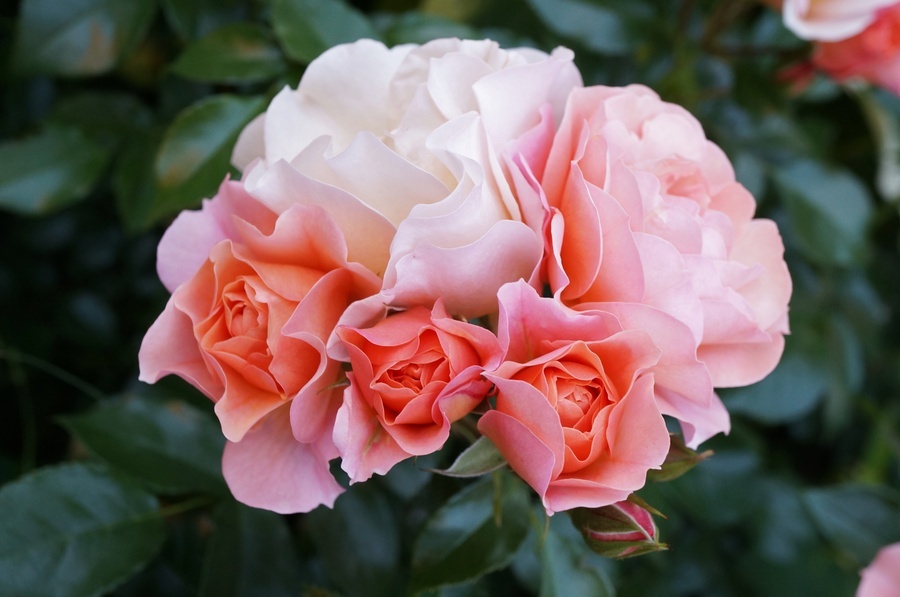 'Apricot Vigorosa' rose photo