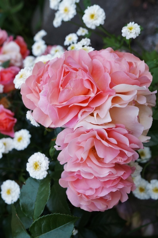 'Apricot Vigorosa' rose photo