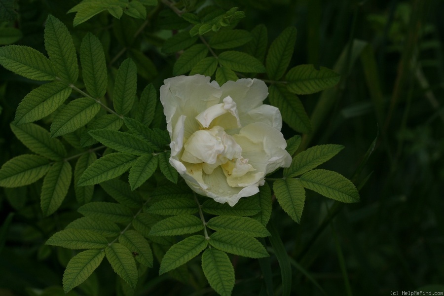 'Dr. E. M. Mills' rose photo