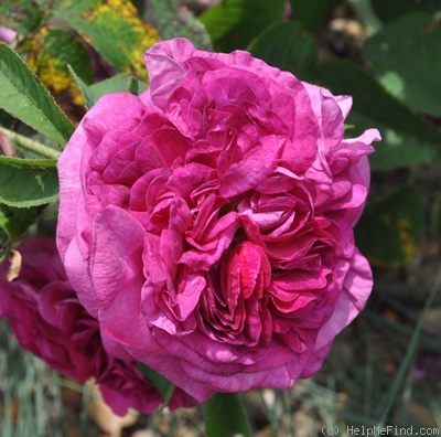 'Bizarre Triomphante' rose photo