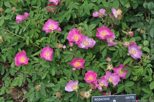 '<i>Rosa gallica</i> L.' rose photo