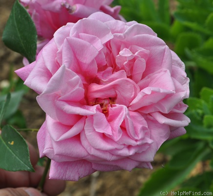 'Rosabelle (noisette, Bruant 1899)' rose photo