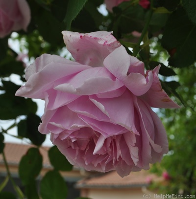 'Colcestria' rose photo
