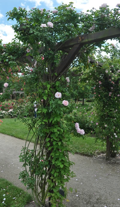 'Gerbe Rose' rose photo