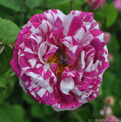 'Tricolore de Flandre' rose photo