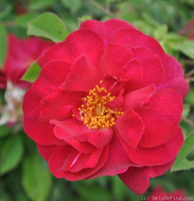 'Sara (hybrid Gallica, Nicolas, 2004)' rose photo