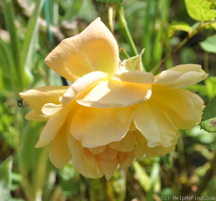 'Eleonore Cruse' rose photo