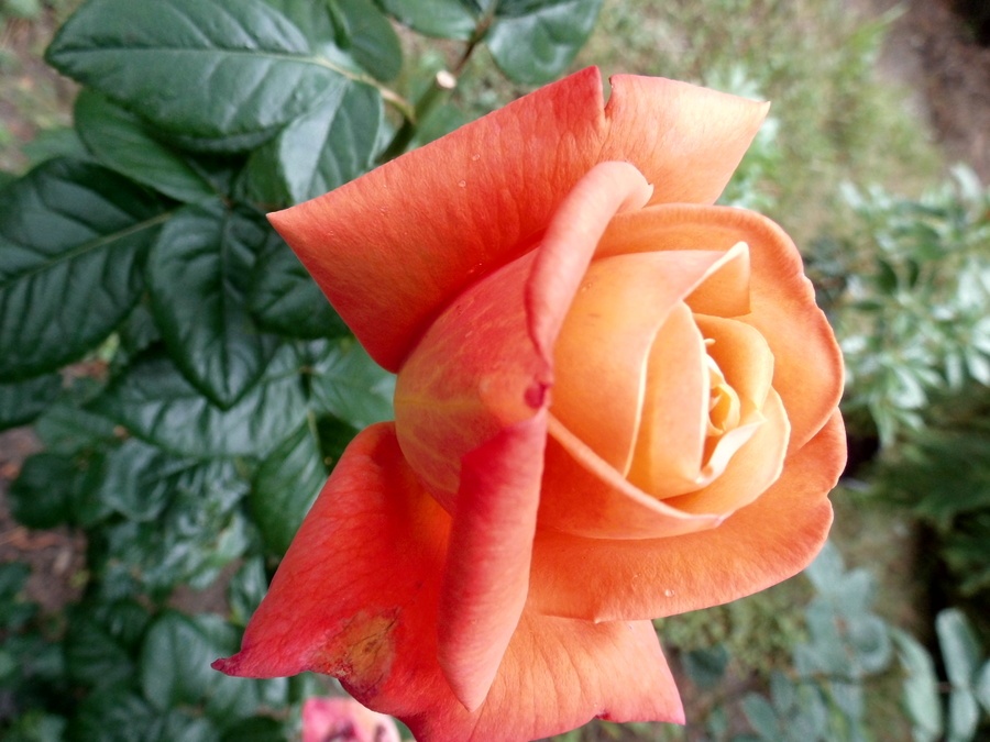 'Katherine Pechtold' rose photo