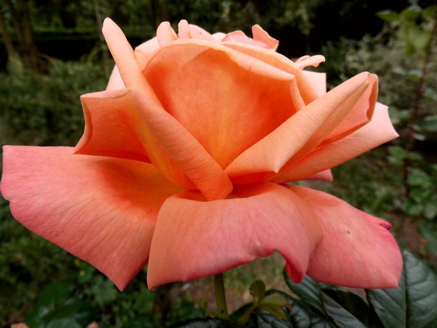 'Katherine Pechtold' rose photo