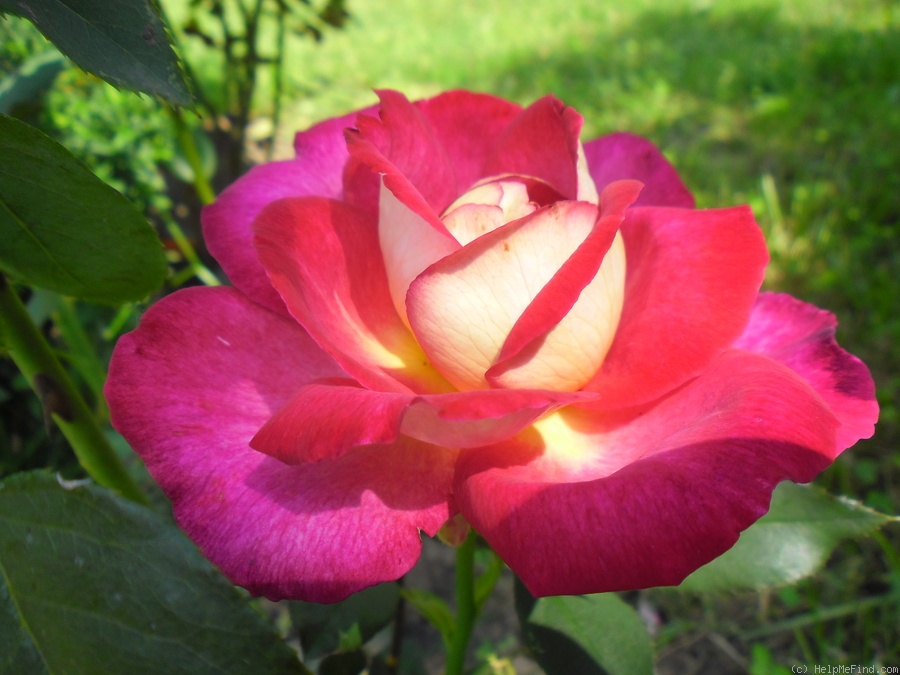 'Bolchoï ® (hybrid tea, Meilland, 1996)' rose photo