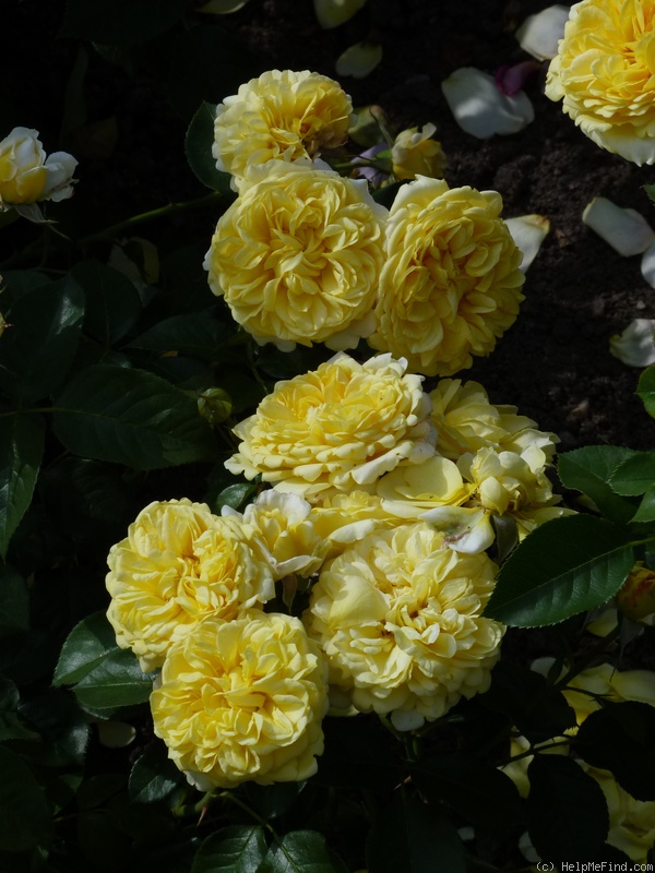 'Inka ® (Floribunda, Evers / Tantau 2008/15)' rose photo