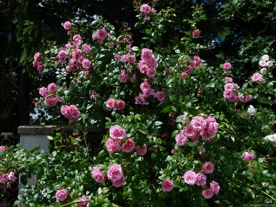 Камелот роза плетистая фото описание