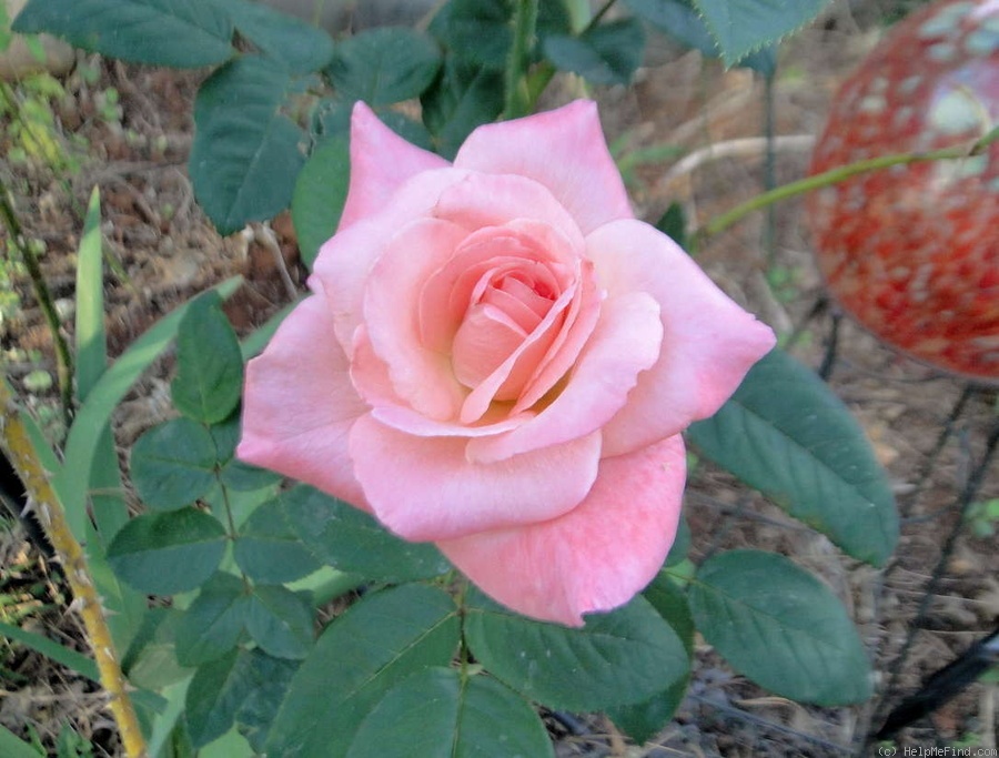 'Barbara Bush ™' rose photo