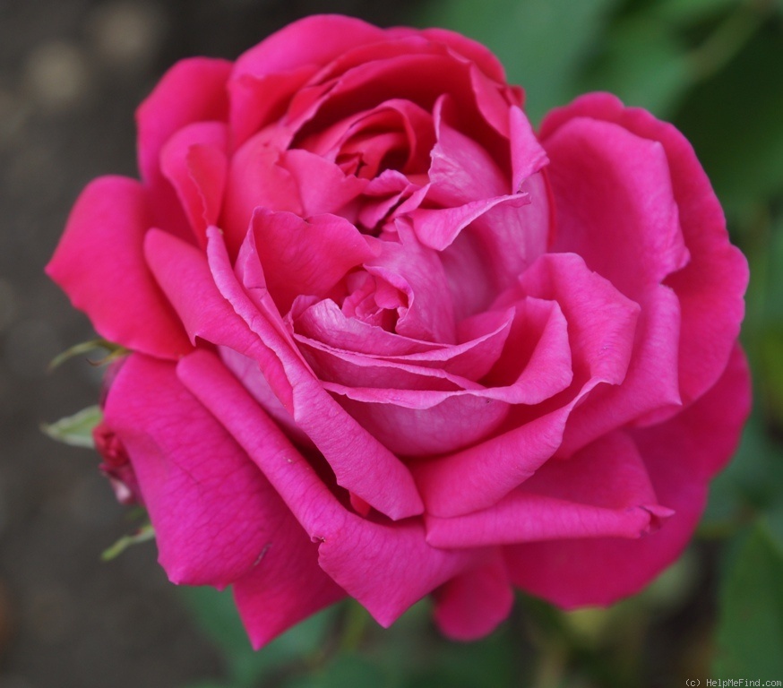 'Adrien Schmitt' rose photo