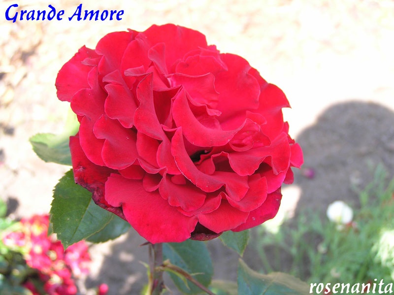 'Grande Amore ® (hybrid tea, Kordes, 1995/2004)' rose photo