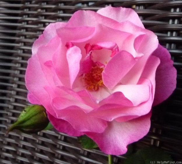 'Bienenfreund' rose photo