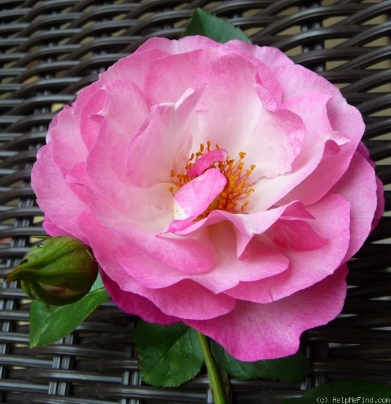 'Bienenfreund' rose photo