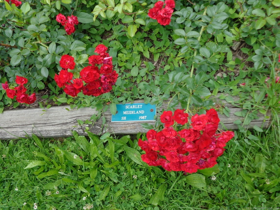 'Scarlet Meidiland' rose photo