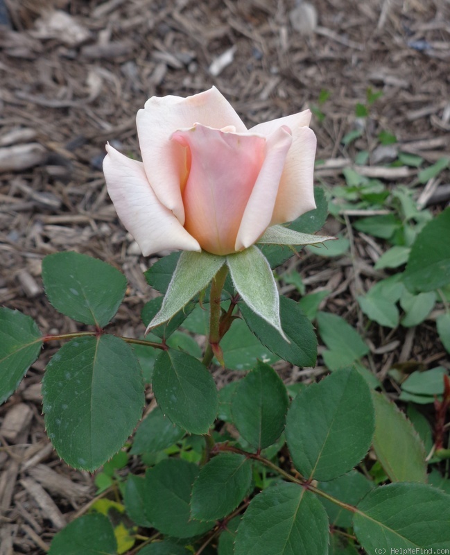 'Ambiance ™ (mini-flora, Benardella, 2002)' rose photo