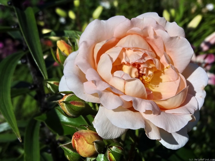 'Calapuno' rose photo