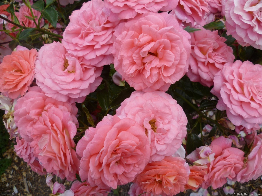 'Summer Sun (shrub, Kordes, 2006/10)' rose photo