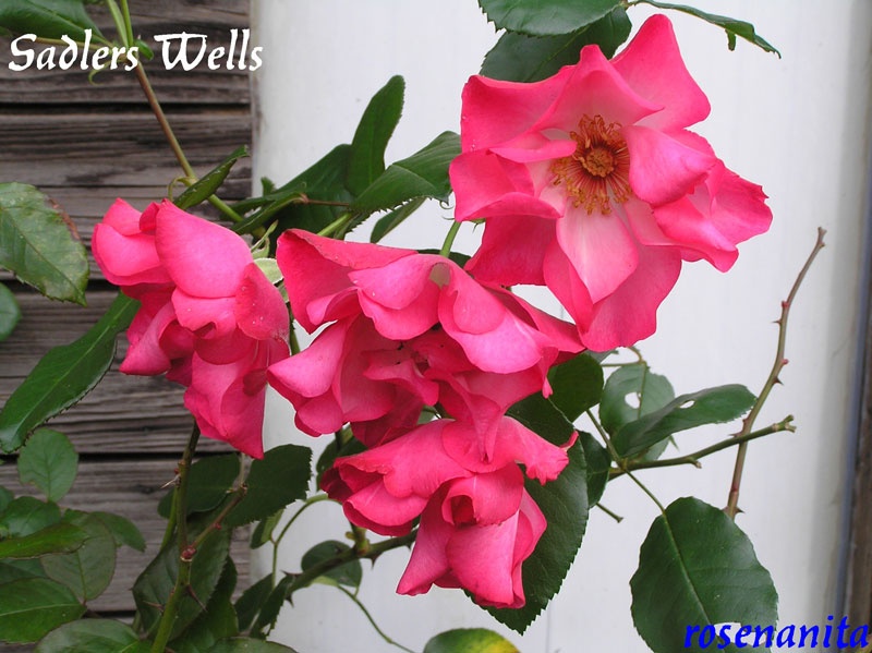 'Sadlers Wells' rose photo