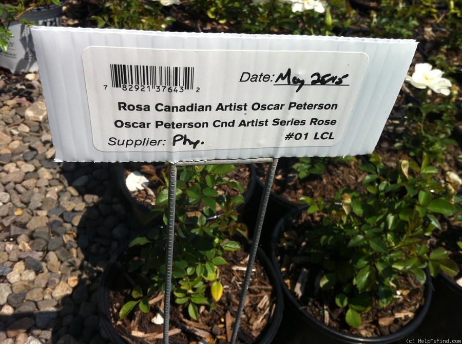 'Oscar Peterson' rose photo