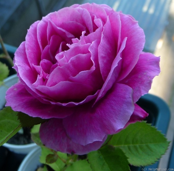'Platzregen' rose photo