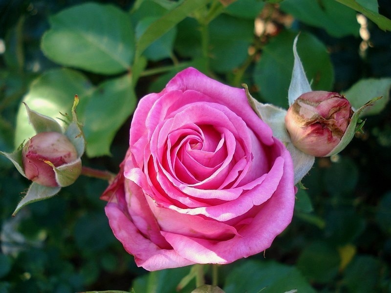 'Alterarosa ®' rose photo