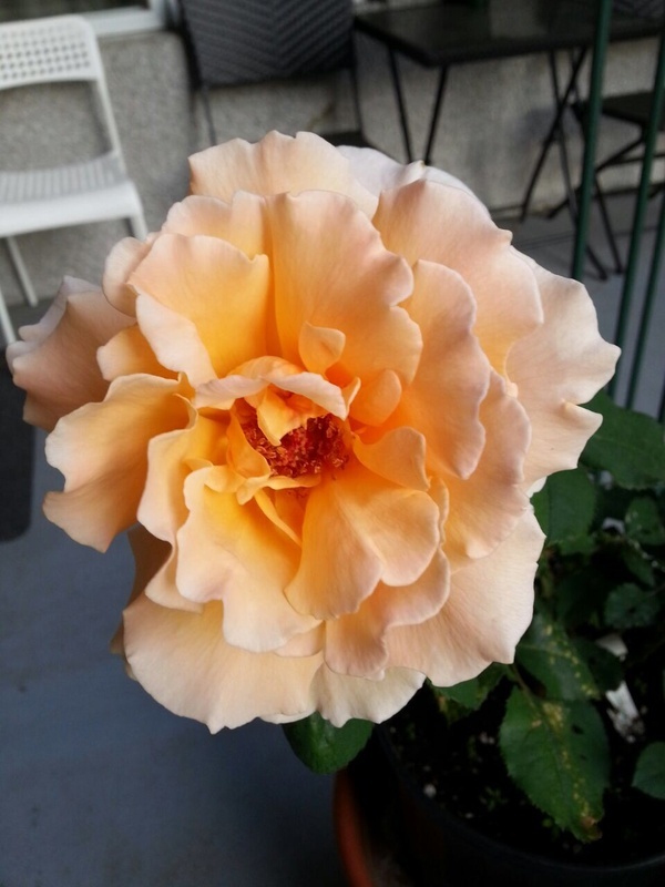 'Just Joey (Hybrid Tea, Cants, 1972)' rose photo