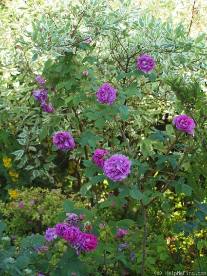 'William Lobb (Moss, Laffay 1855)' rose photo