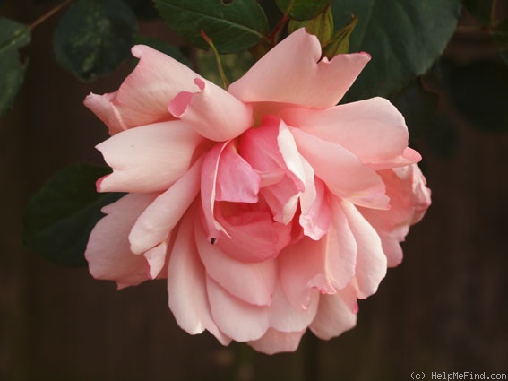 'Albertine (hybrid wichurana, Barbier, 1921)' rose photo