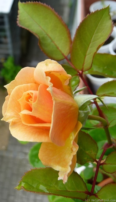 'Pfirsichgold' rose photo