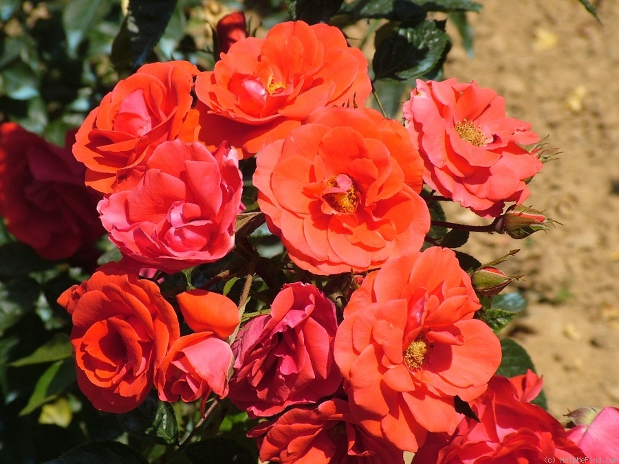 'Albert-Georg-Pluta-Rose' rose photo