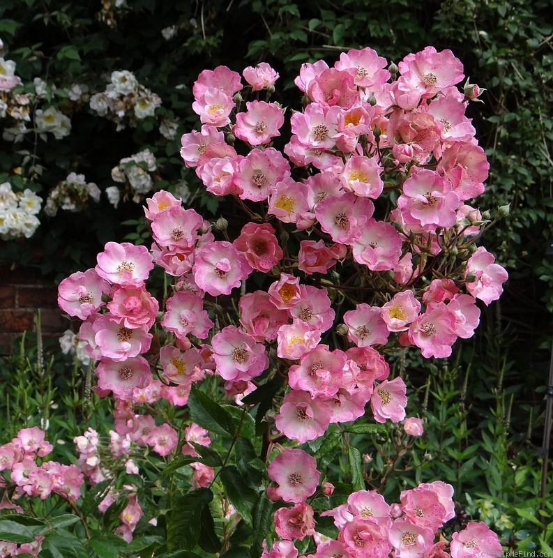 'Alden Biesen ®' rose photo