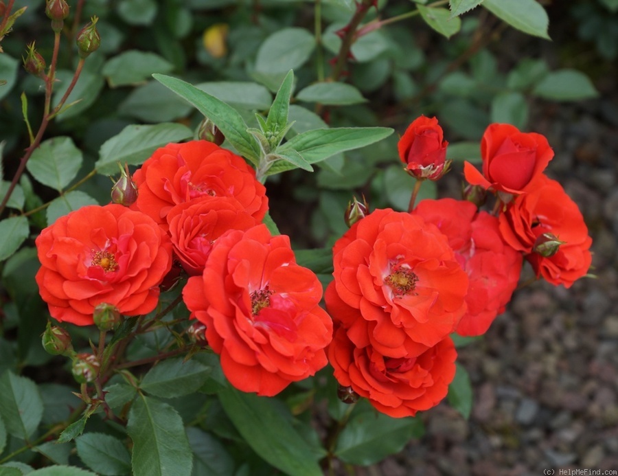 'Allotria (floribunda, Tantau, 1958)' rose photo