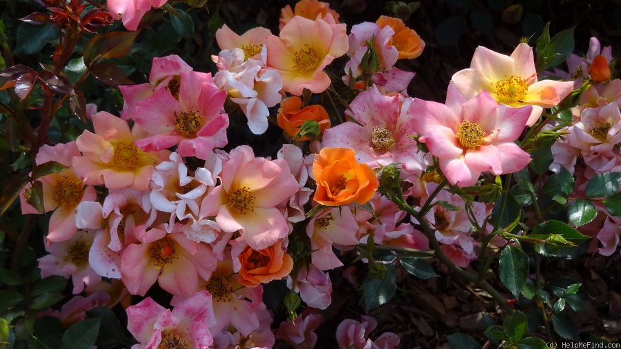 'Happy Chappy ® (Shrub, Ilsink before 1997)' rose photo