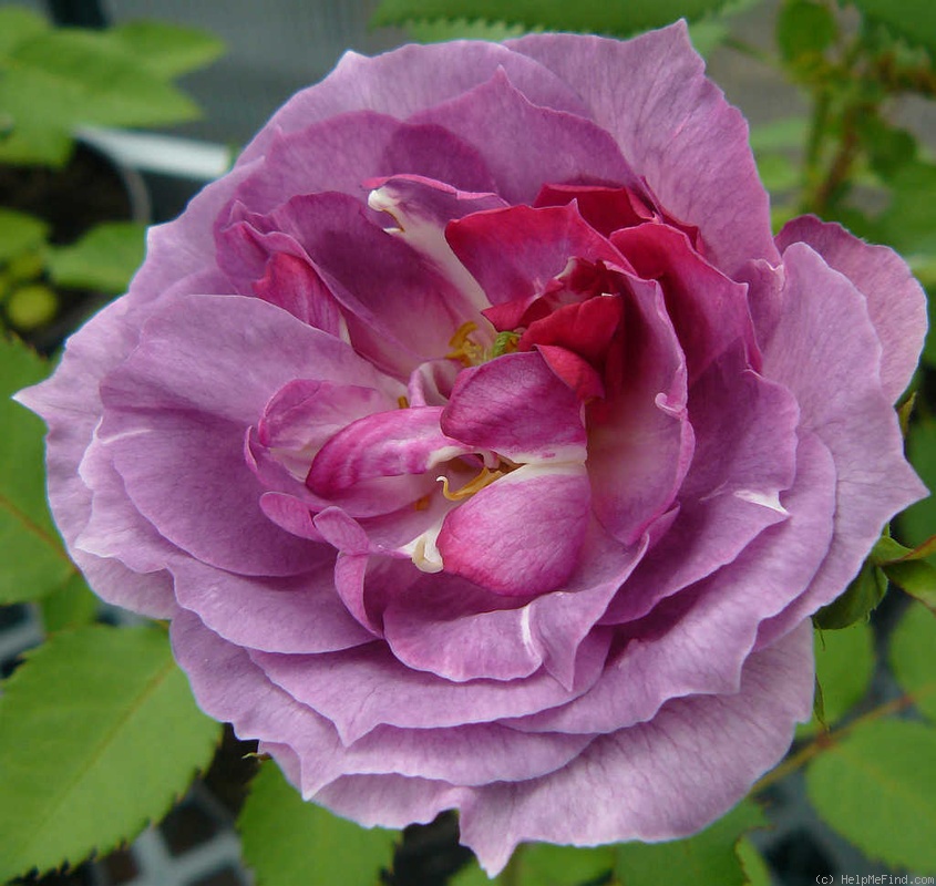 'Blue Moments' rose, click to enlarge 'Blue Moments' rose photo