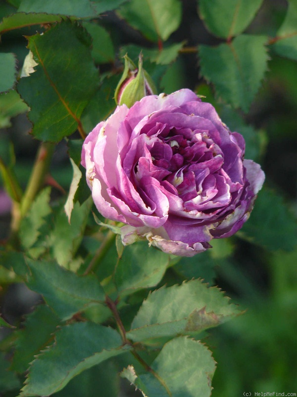 'Blue Moments' rose photo