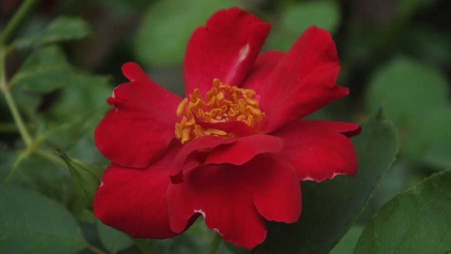 'Dusky Maiden (Floribunda, Grice, 1947)' rose photo
