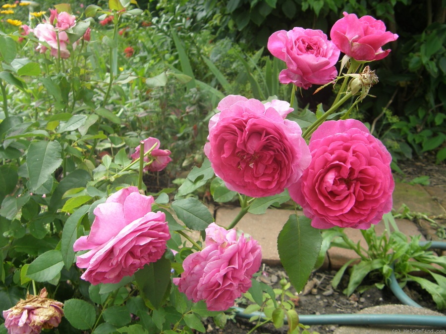 'Sandy Hook' rose photo
