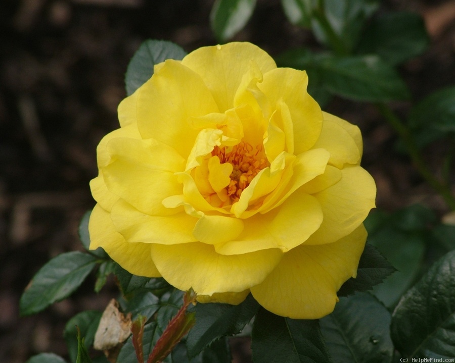 'Ammerland' rose photo