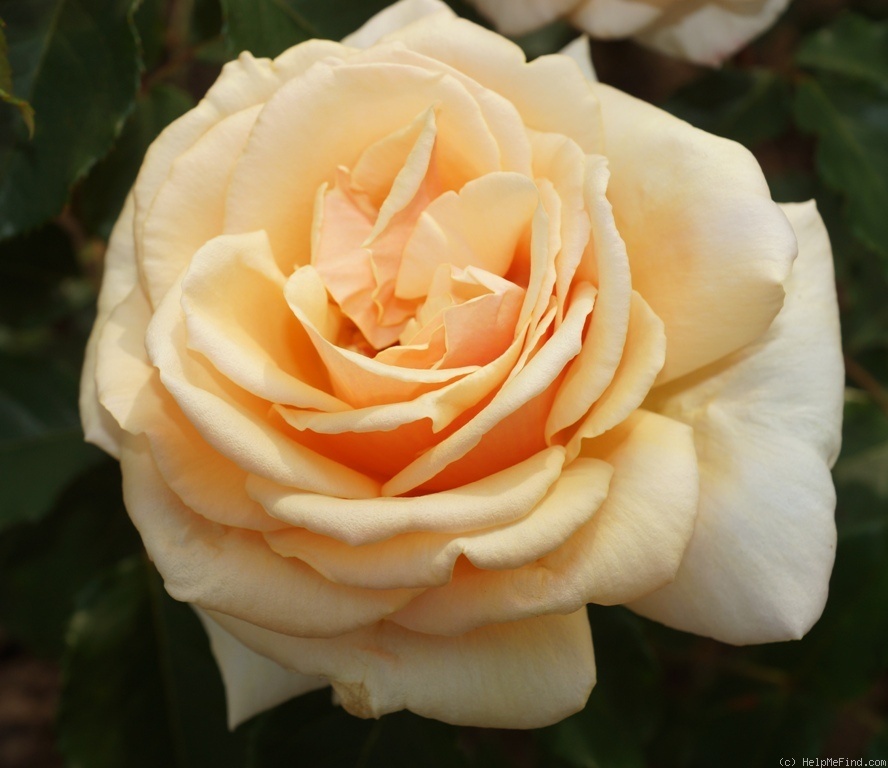 'Andrée Sauvager' rose photo