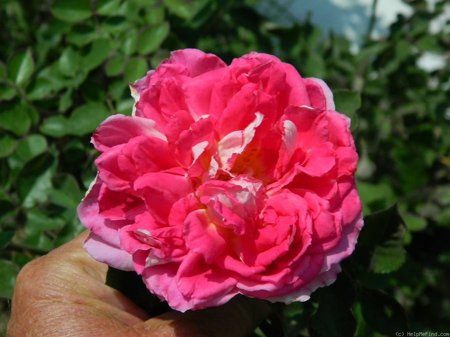 'Passion Ruffles' rose photo
