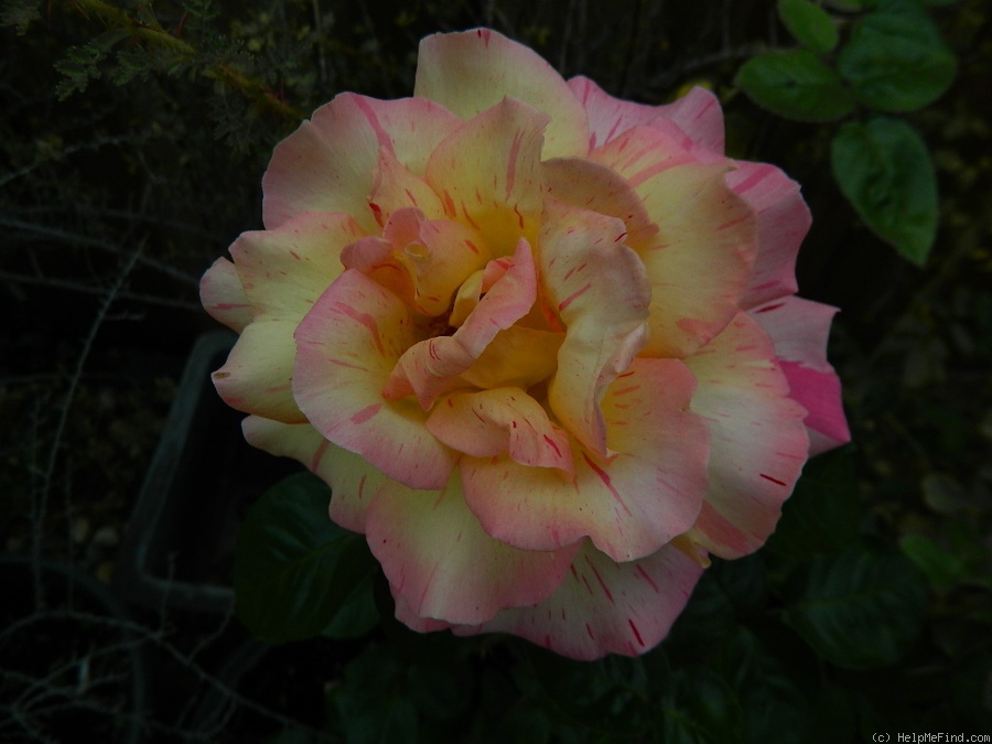 'Kimo' rose photo