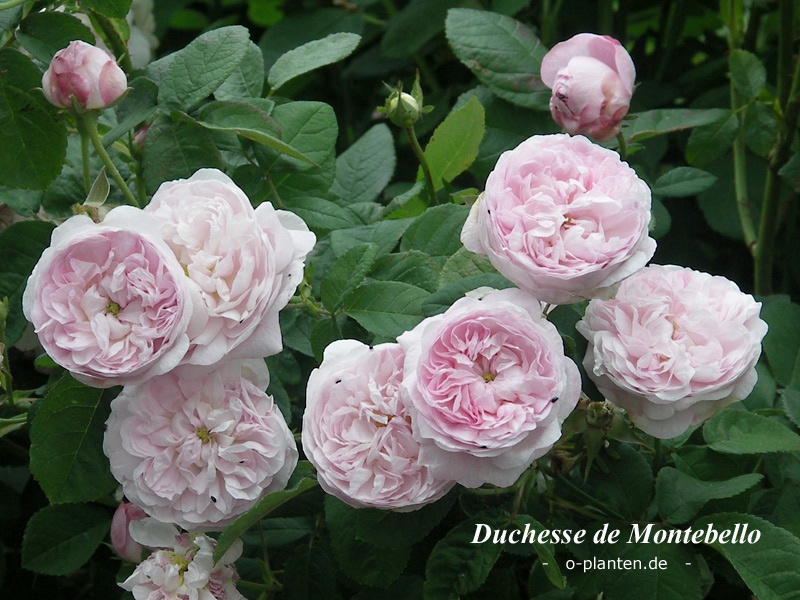 'Duchesse De Montebello ' Rose Photo