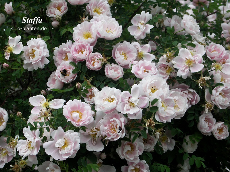 'Staffa' rose photo