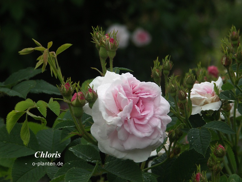 'Chloris' Rose