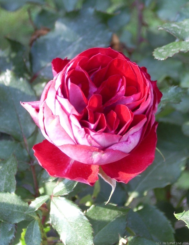 'Granatovij Braslet' rose photo